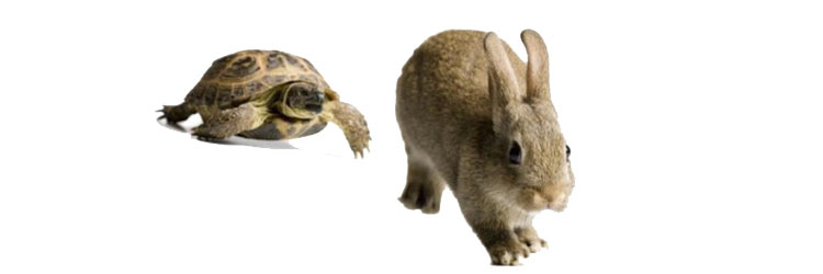 De lento a rápido, una tortugas corriendo contra una liebre