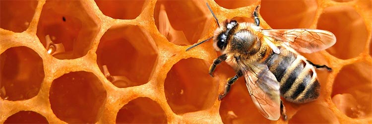panal de abejas con miel