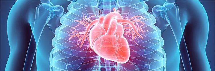 Sección del sistema cardiovascular con el corazón