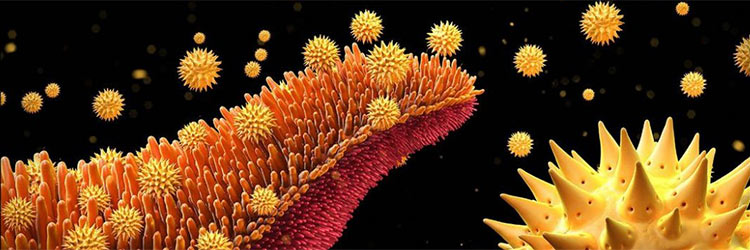 Partículas de polen causantes de las alergias vistas al microscopio