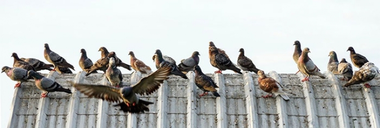 12 formas de cómo ahuyentar las palomas