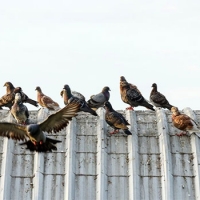 12 formas de cómo ahuyentar las palomas
