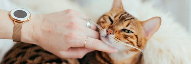 5 técnicas para masajear a su gato