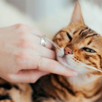 5 técnicas para masajear a su gato